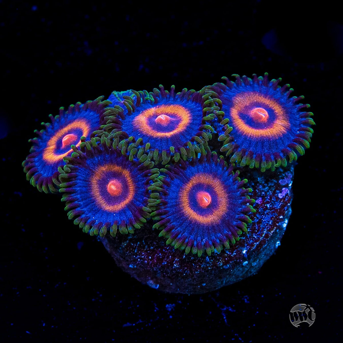 Supergirls Zoanthids