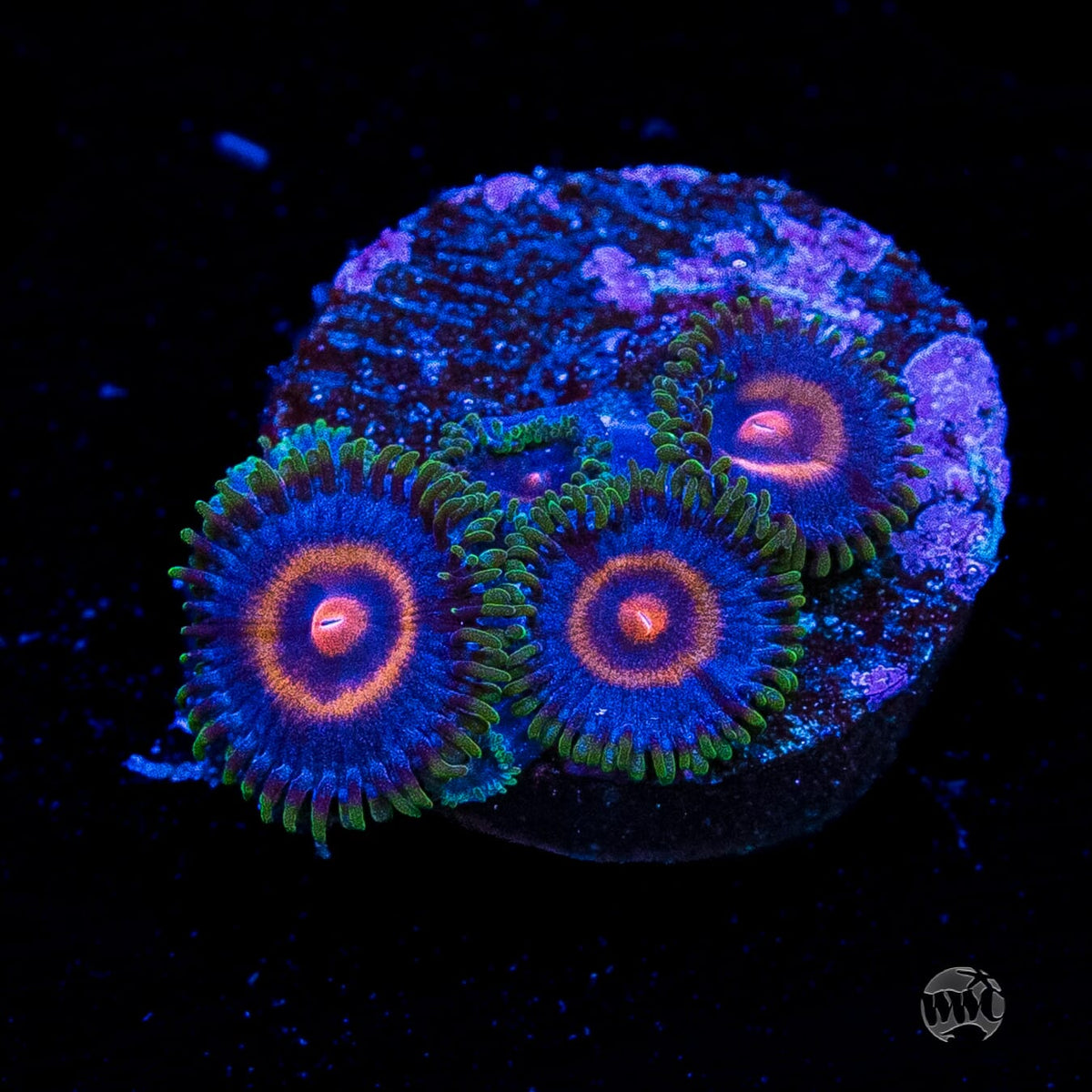 Supergirls Zoanthids