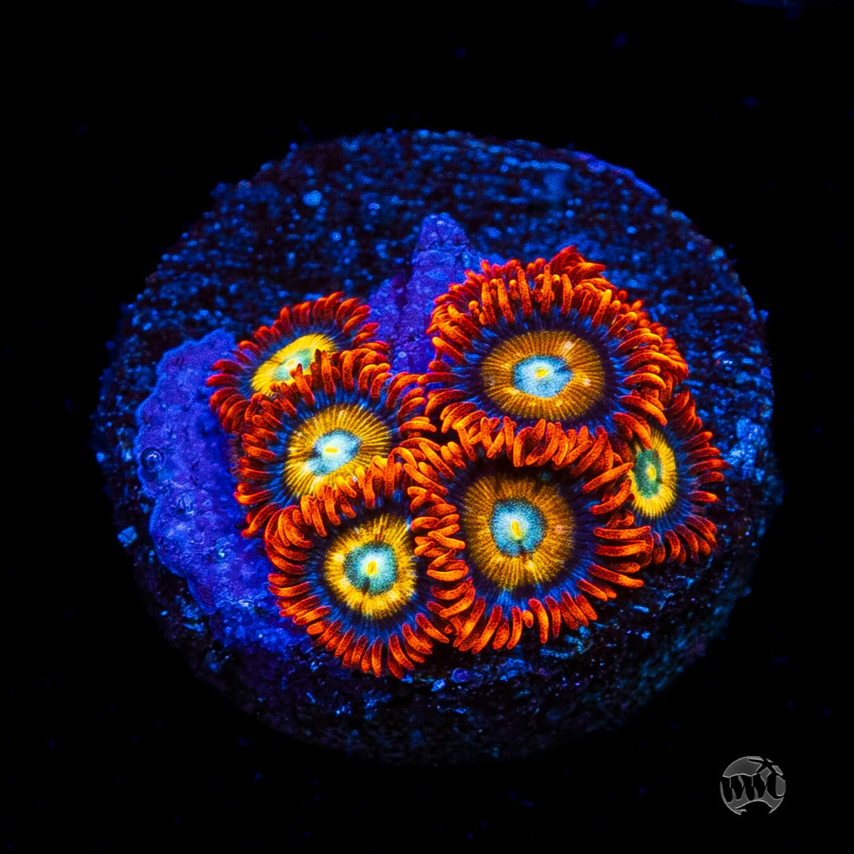 WWC Blondies Zoanthids