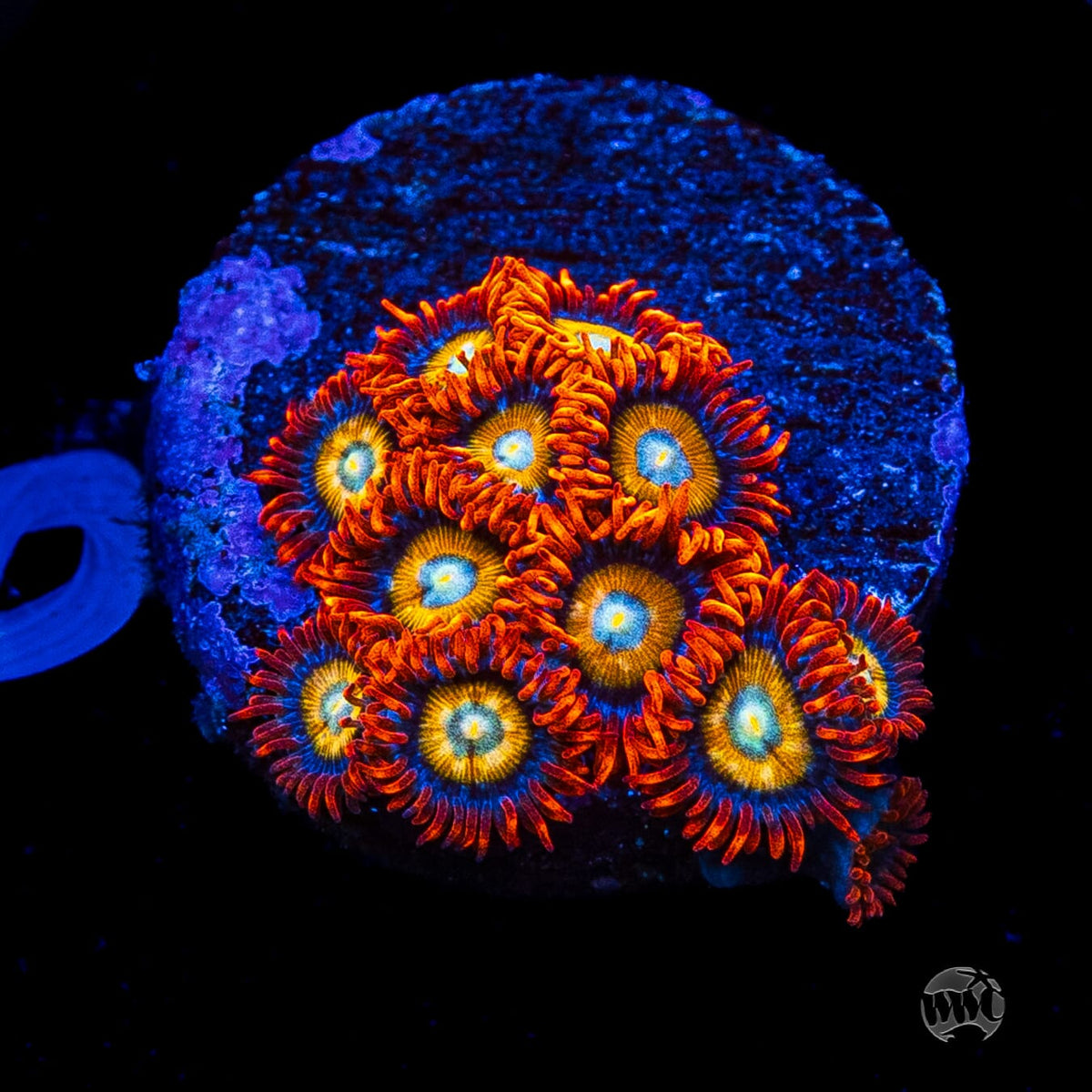 WWC Blondies Zoanthids