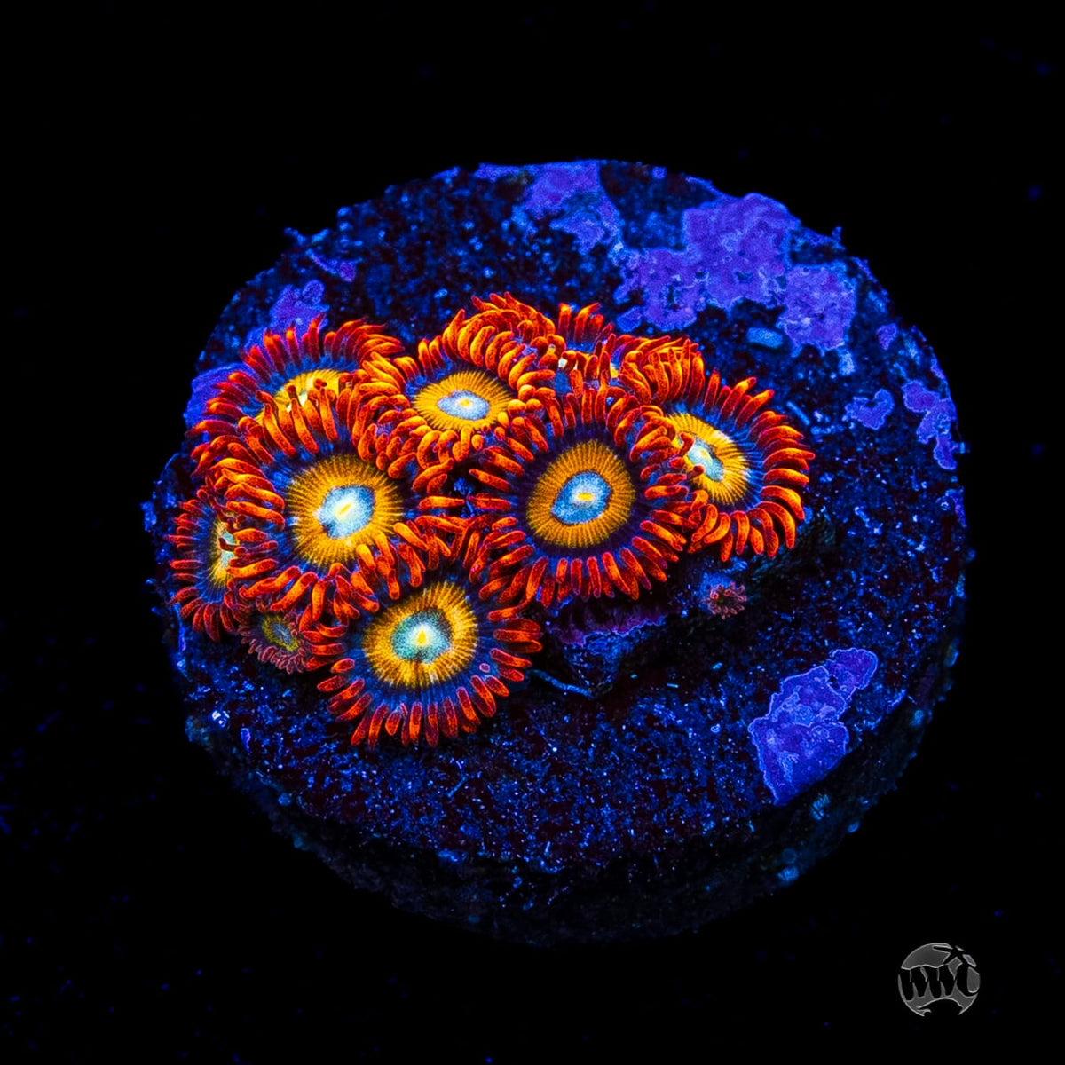 WWC Blondies Zoanthids