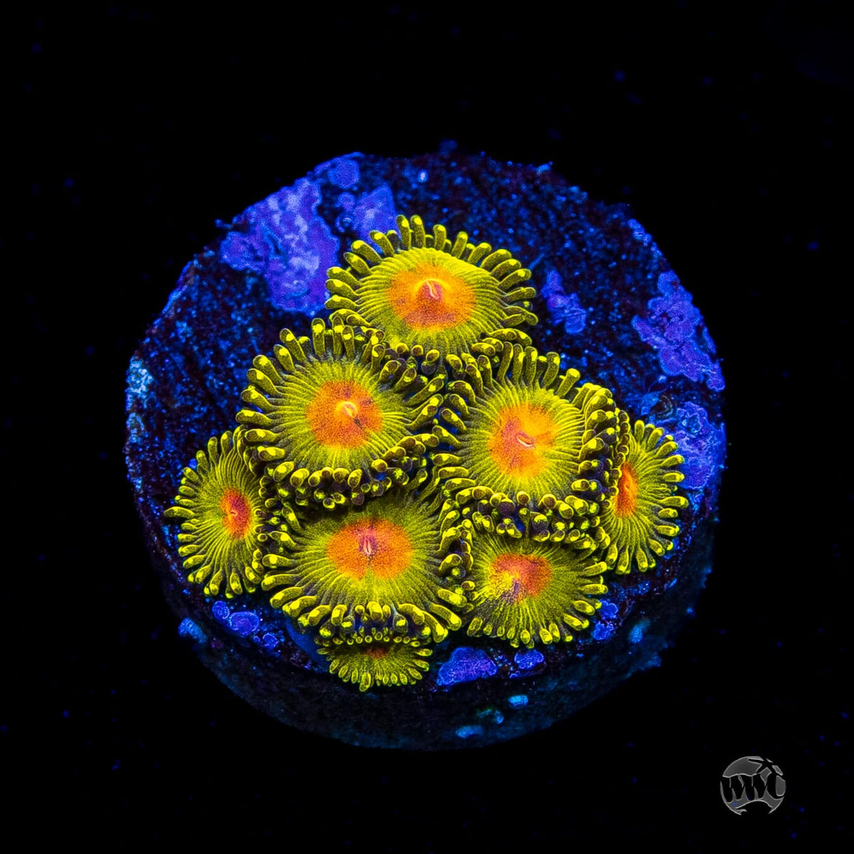 WWC Golden Gods Zoanthids