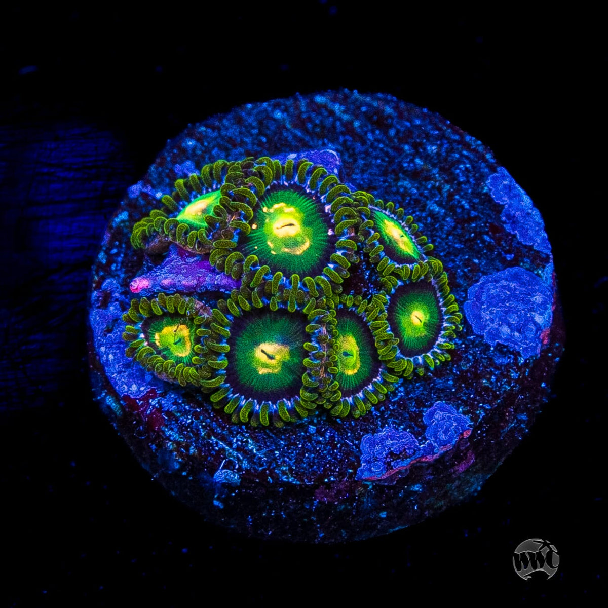 WWC Cosmic Dragon Eye Zoanthids