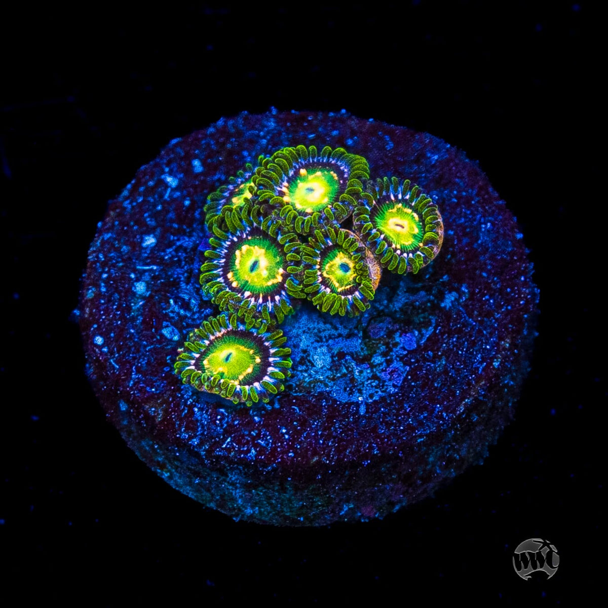 WWC Cosmic Dragon Eye Zoanthids