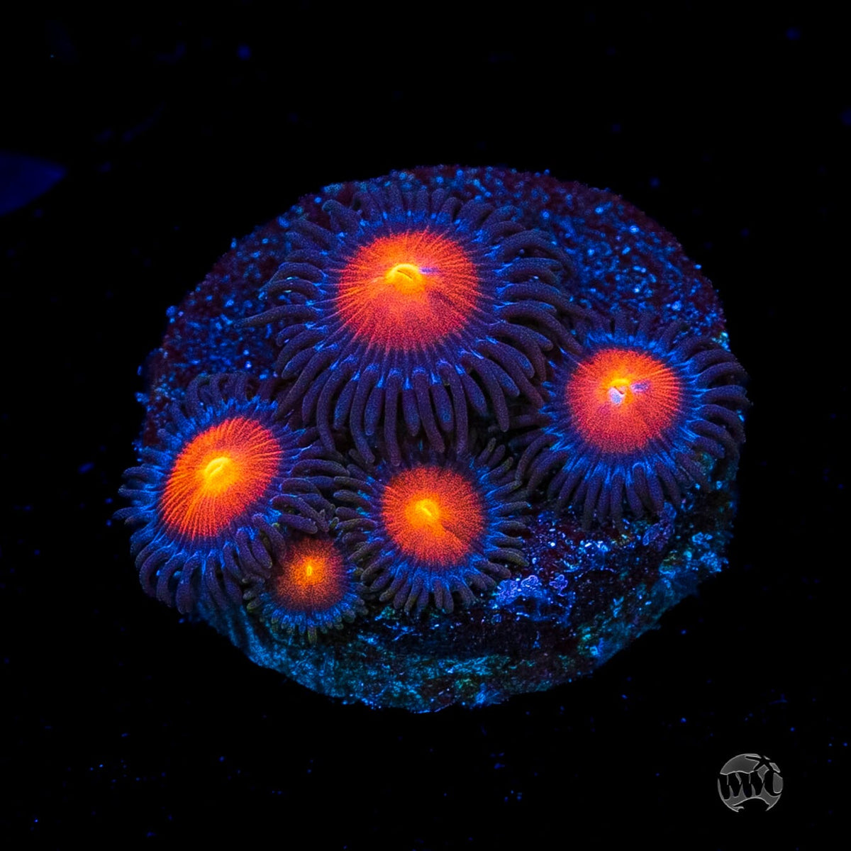 WWC Burning Mans Zoanthids