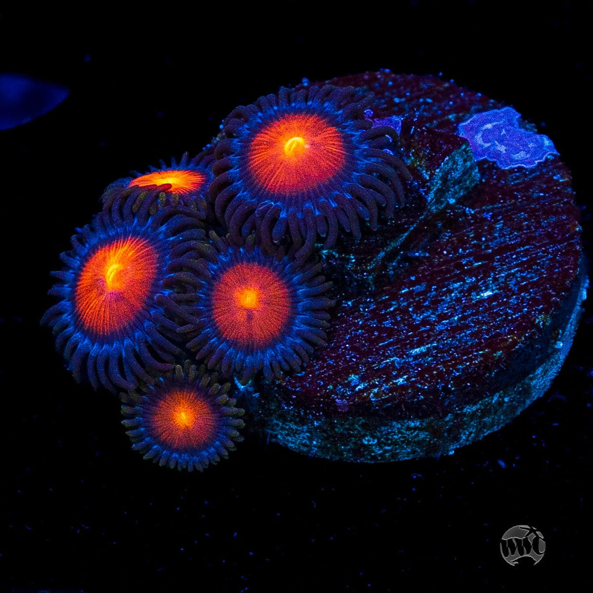 WWC Burning Mans Zoanthids