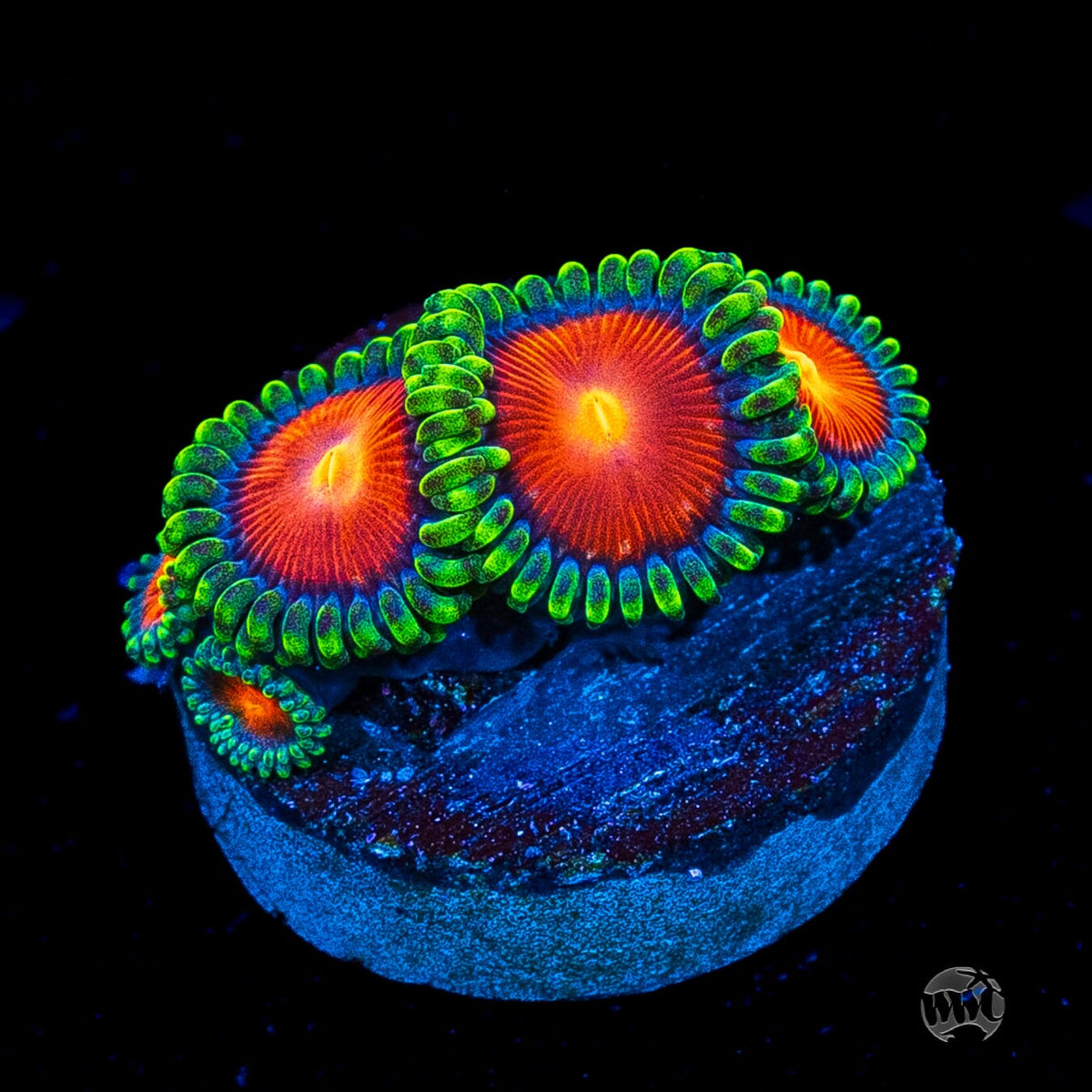 WWC Elemental Fury Zoanthids