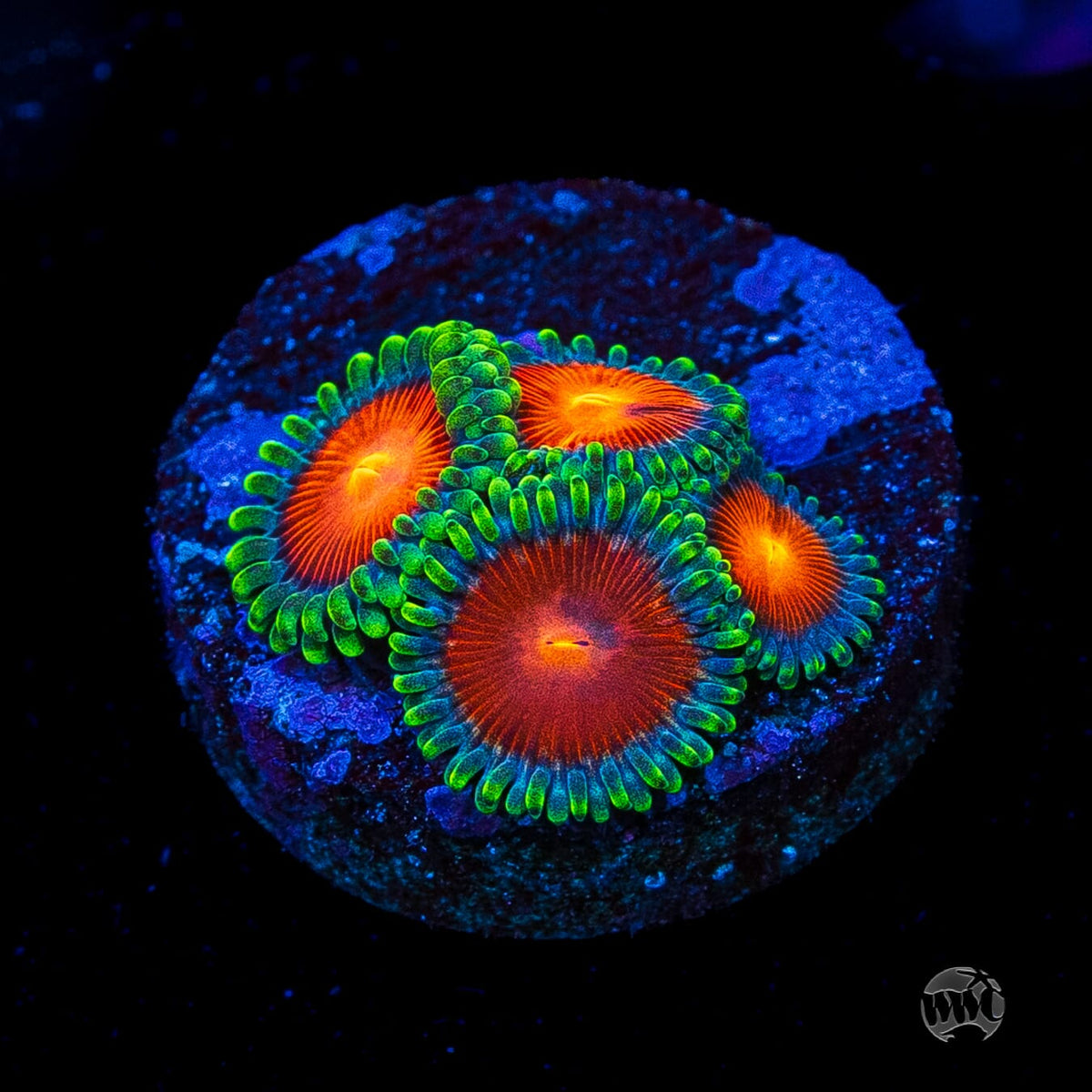 WWC Elemental Fury Zoanthids