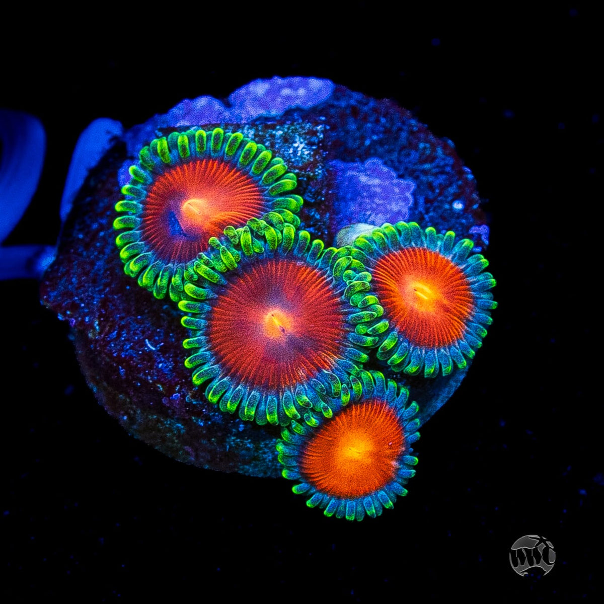 WWC Elemental Fury Zoanthids