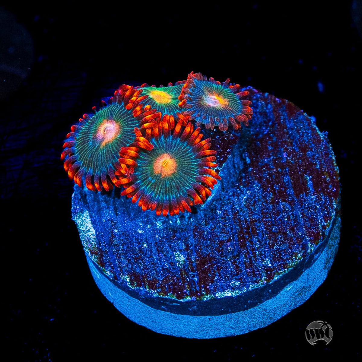 Gatorade Zoanthids