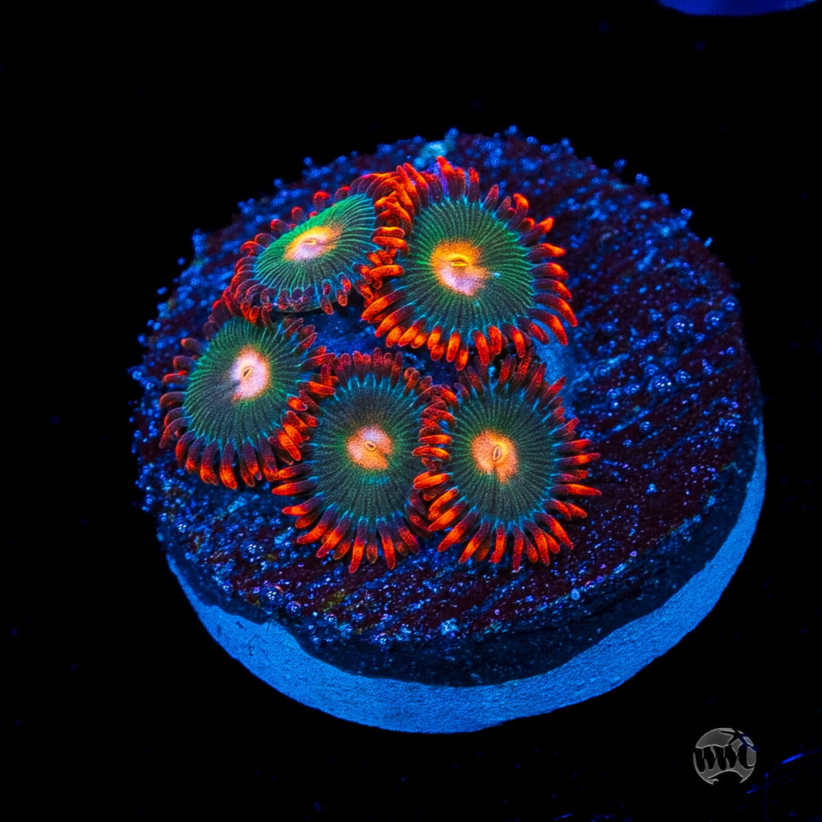 Gatorade Zoanthids