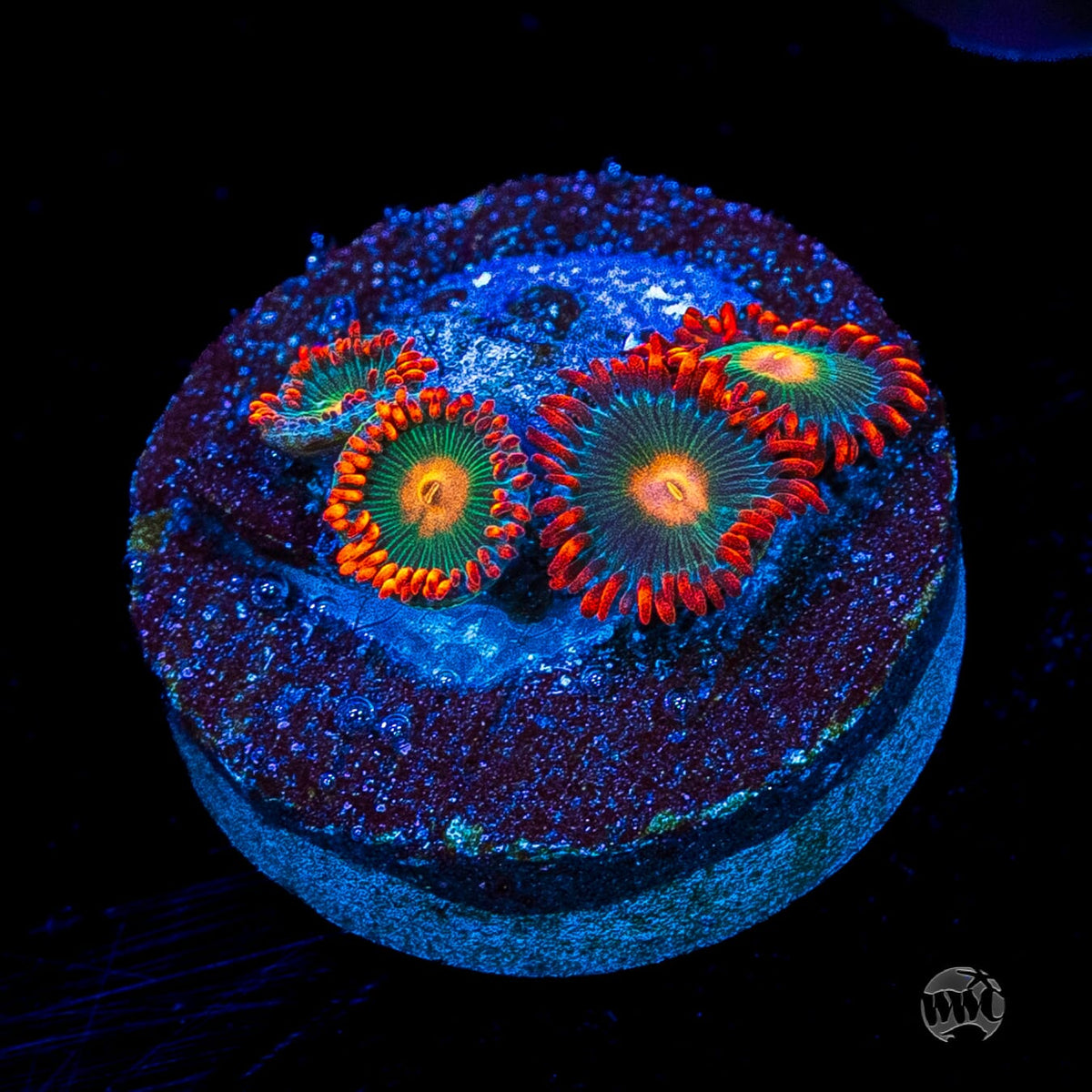 Gatorade Zoanthids