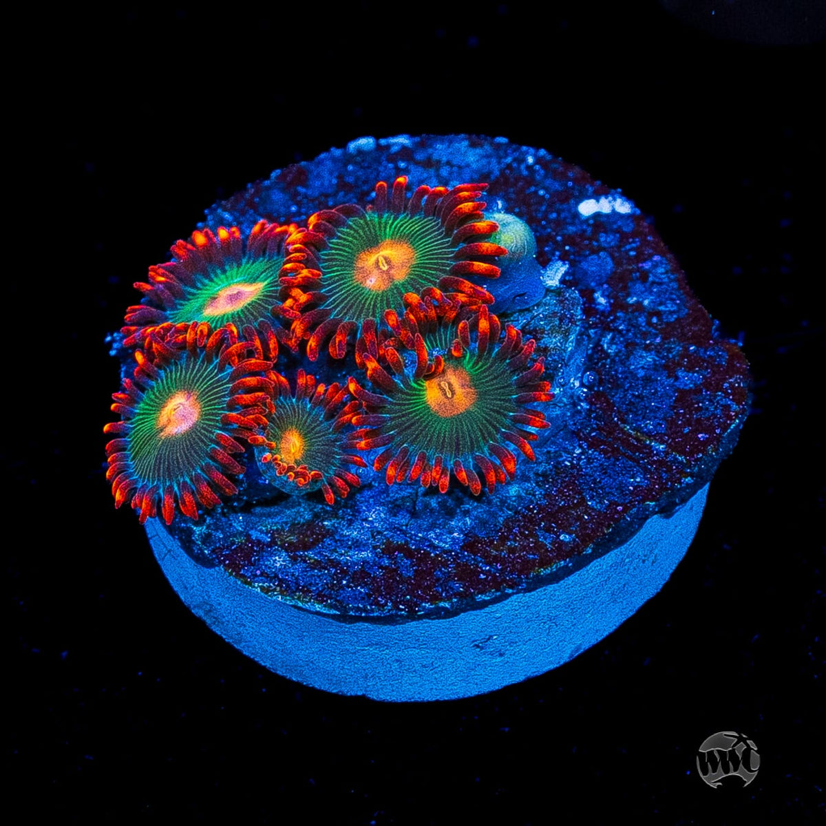 Gatorade Zoanthids