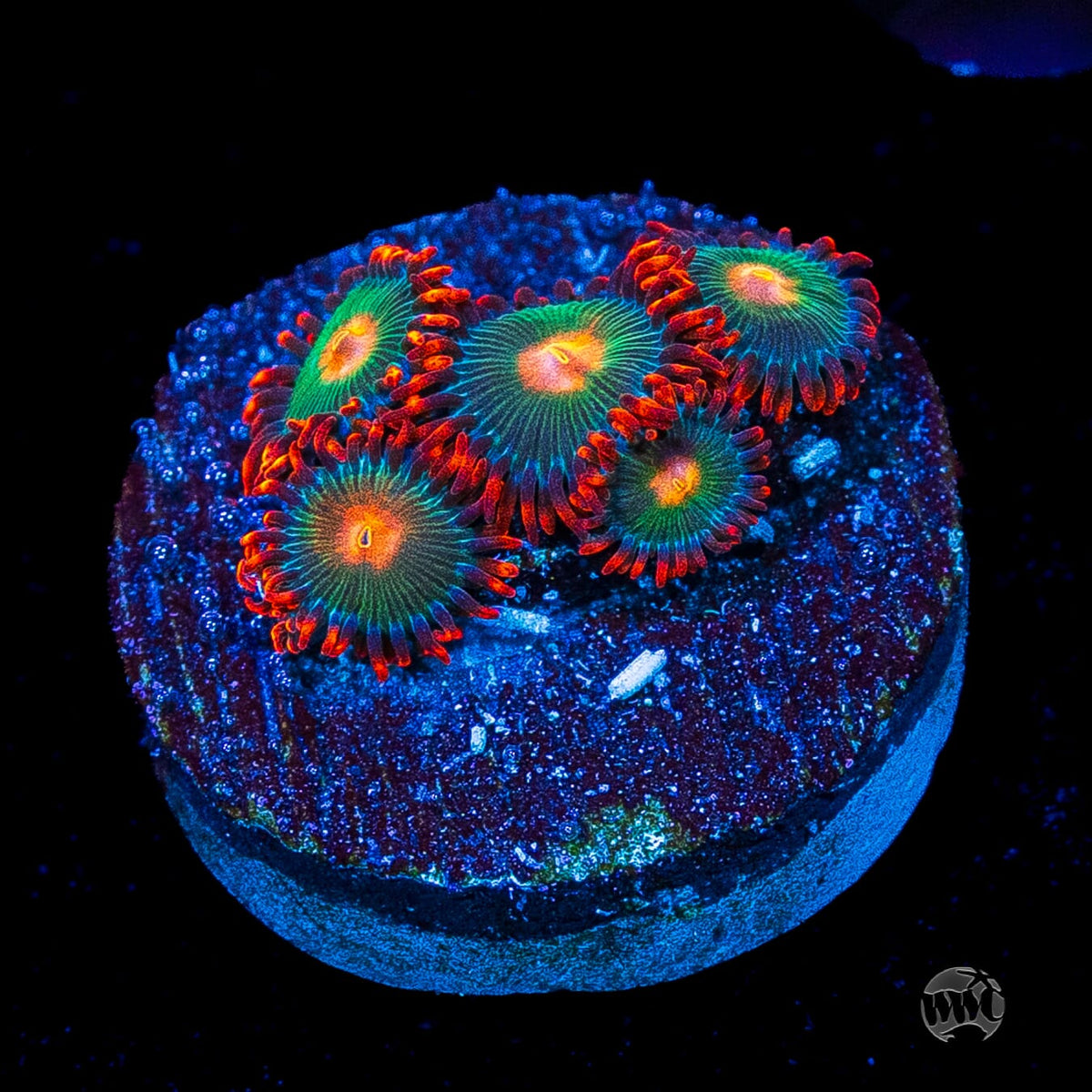 Gatorade Zoanthids