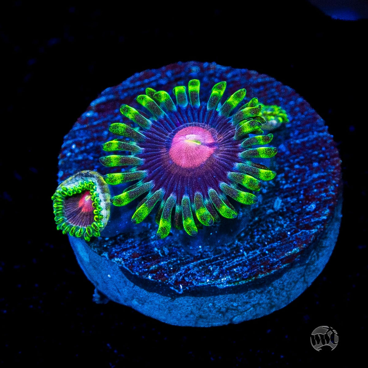 WWC Lucky Kentucky Zoanthids