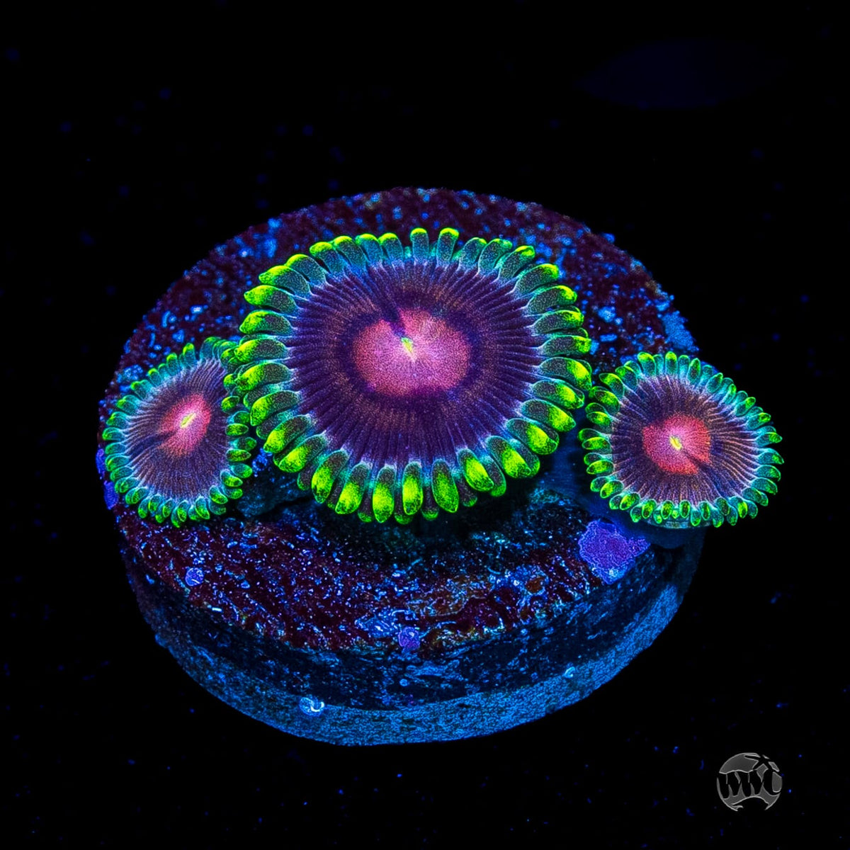 WWC Lucky Kentucky Zoanthids