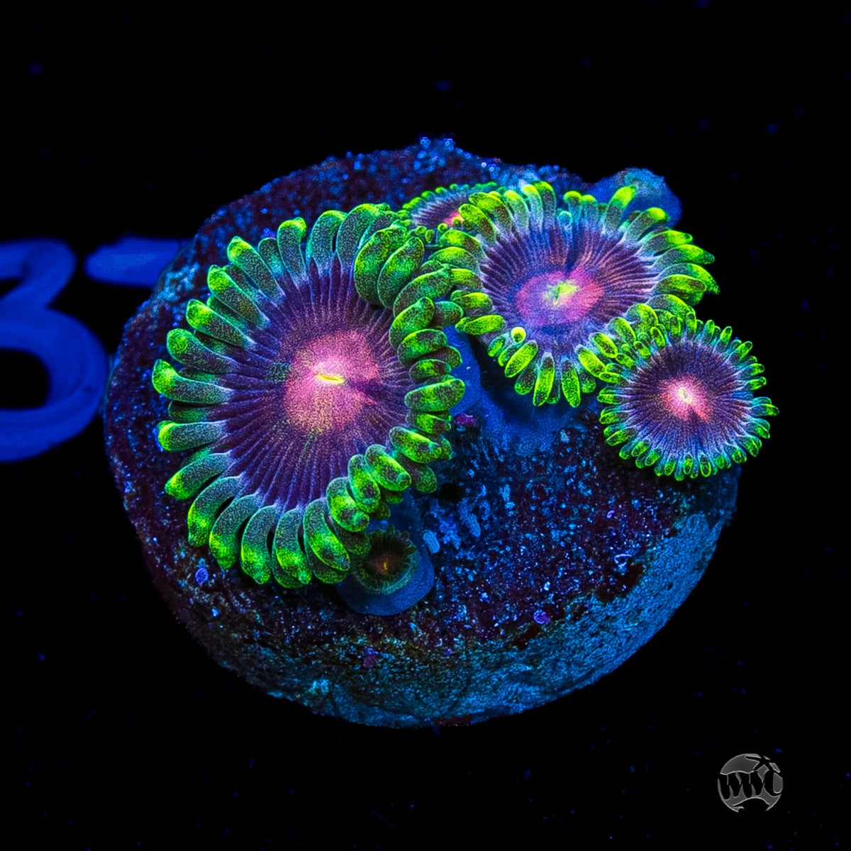 WWC Lucky Kentucky Zoanthids