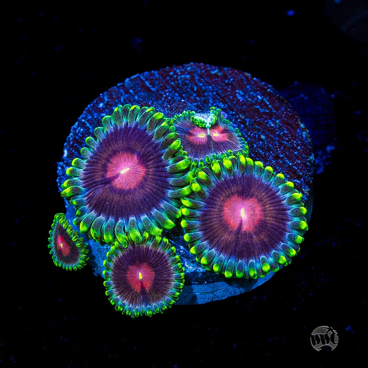 WWC Lucky Kentucky Zoanthids