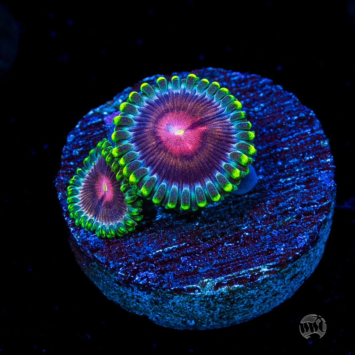 WWC Lucky Kentucky Zoanthids