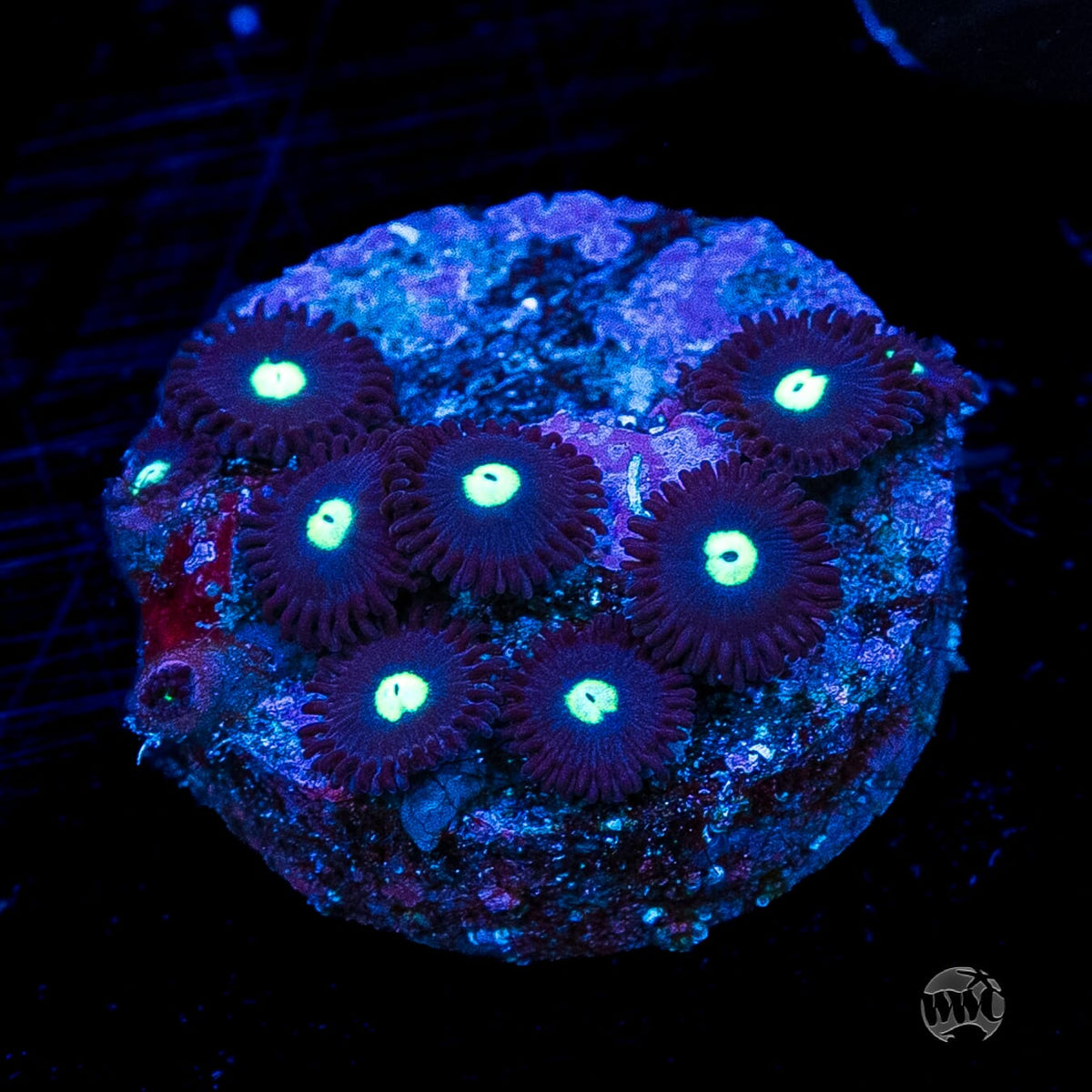 Tic Tac Zoanthids