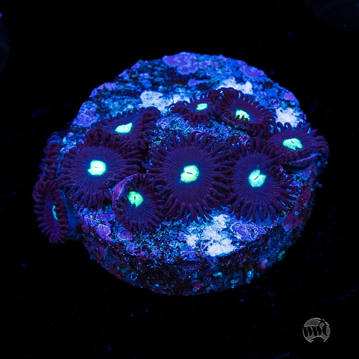 Tic Tac Zoanthids