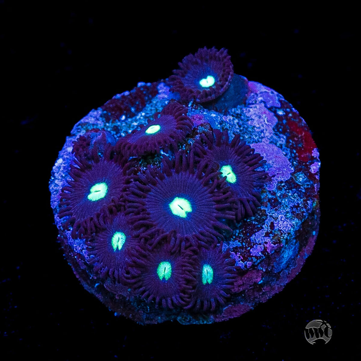 Tic Tac Zoanthids