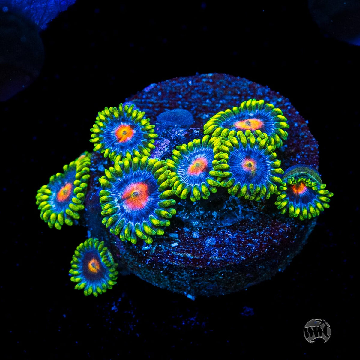 WWC Ultimate Blowpop Zoanthids