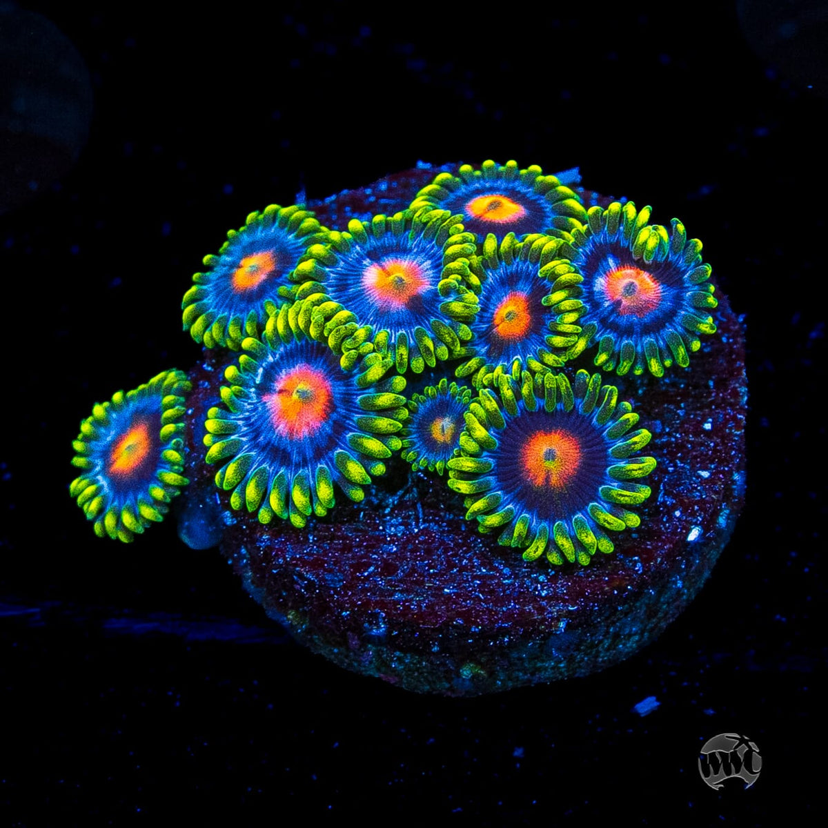 WWC Ultimate Blowpop Zoanthids