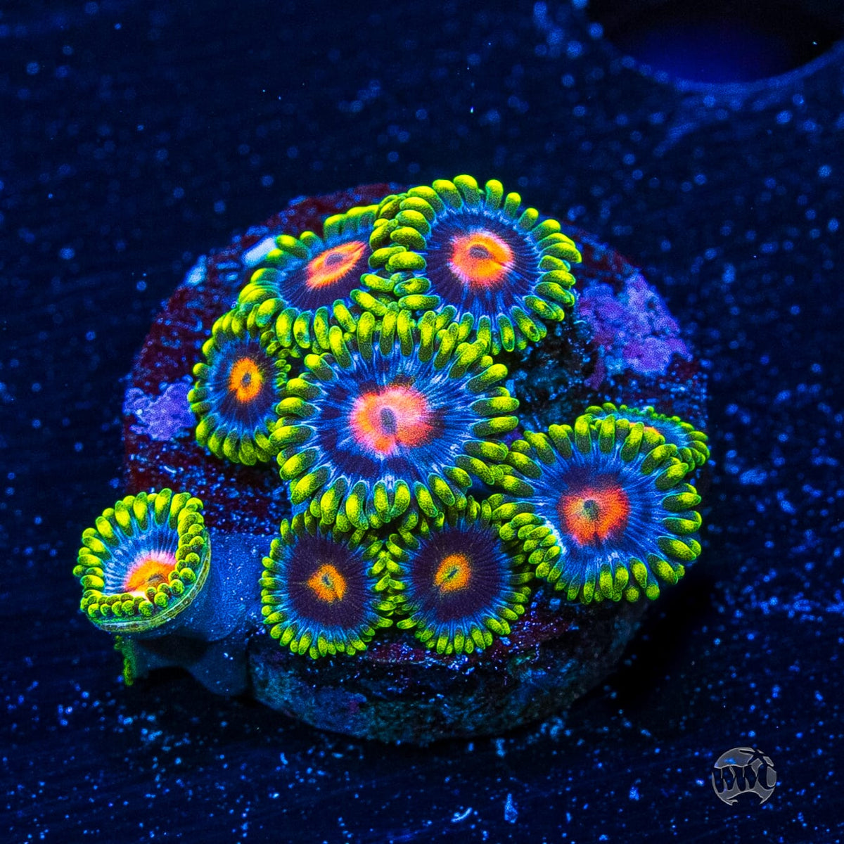 WWC Ultimate Blowpop Zoanthids