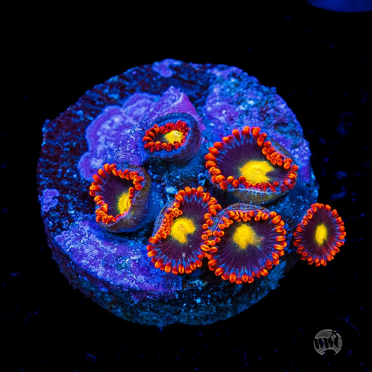 WWC Mandarin Monster Zoanthids