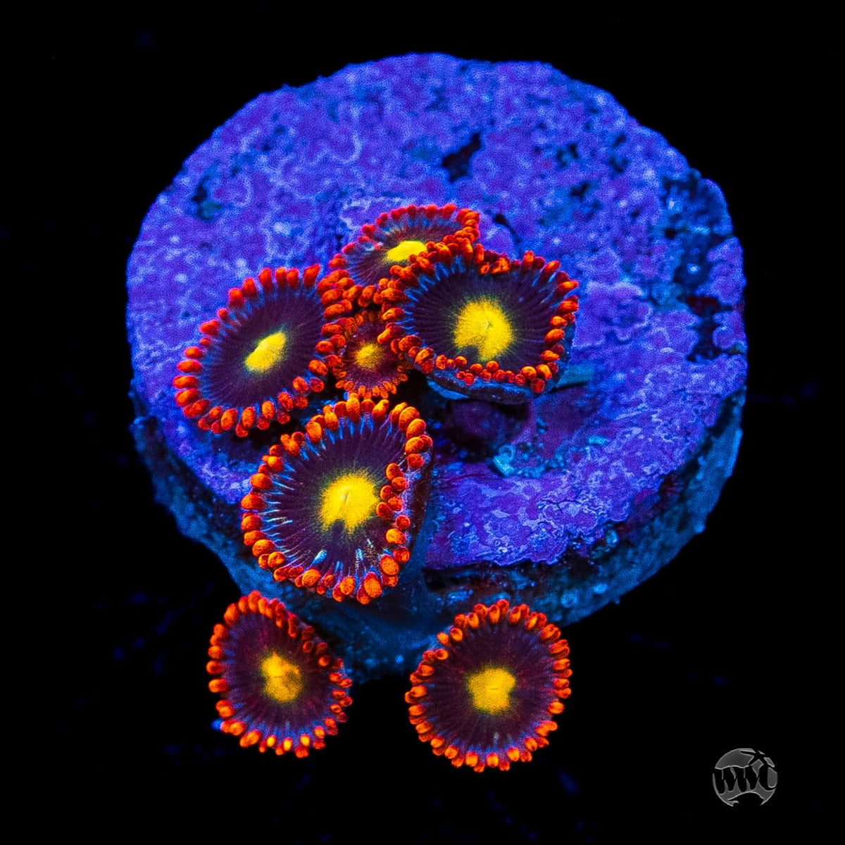 WWC Mandarin Monster Zoanthids