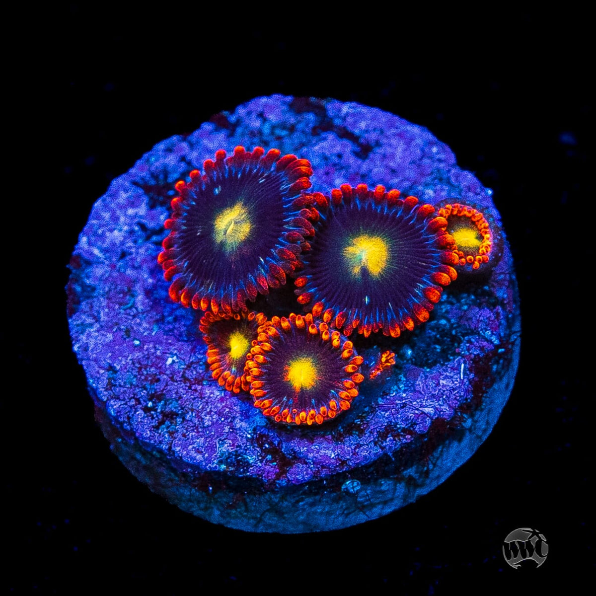 WWC Mandarin Monster Zoanthids