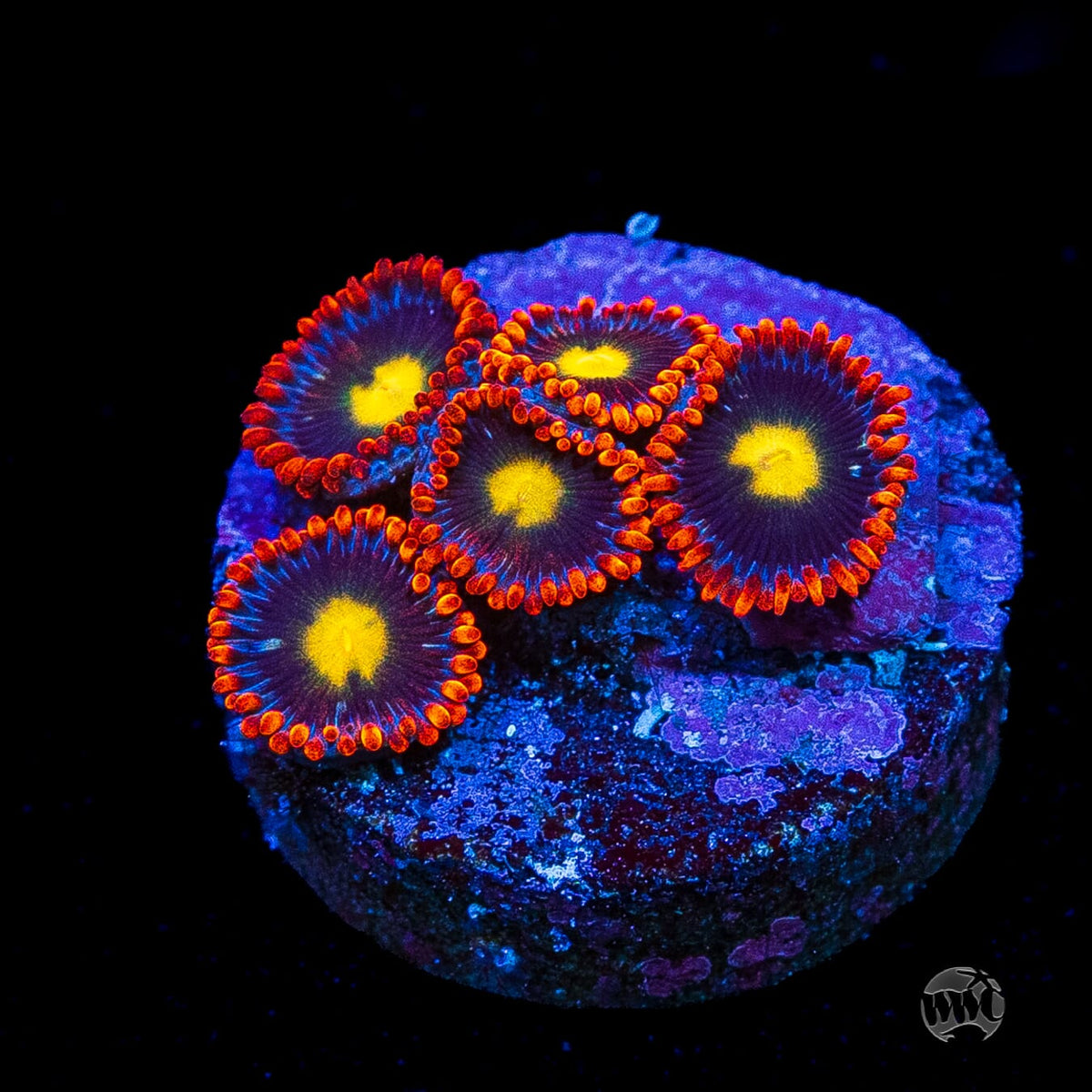 WWC Mandarin Monster Zoanthids