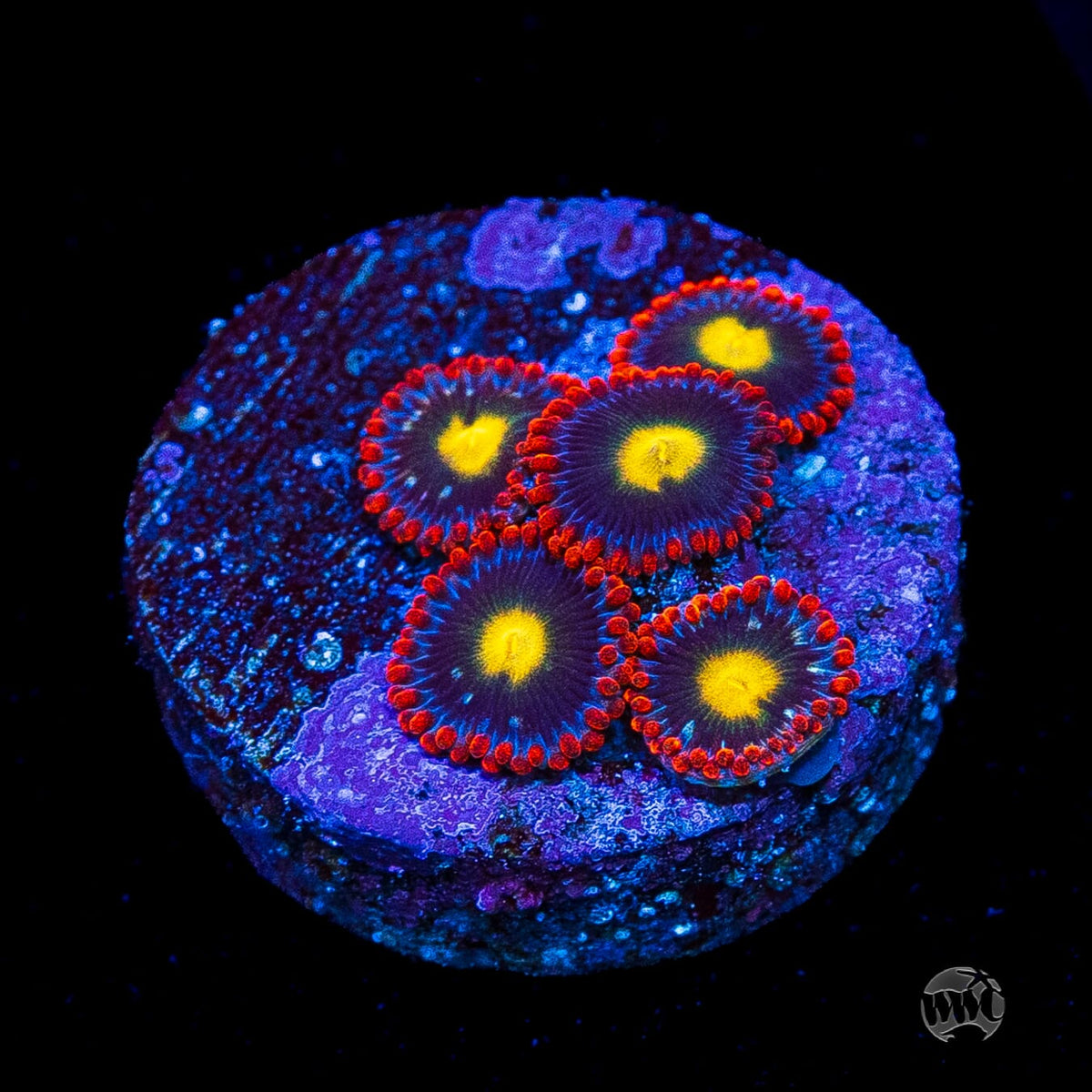 WWC Mandarin Monster Zoanthids