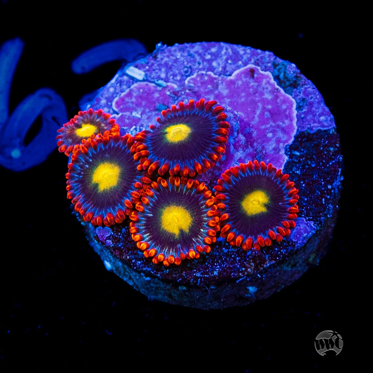 WWC Mandarin Monster Zoanthids