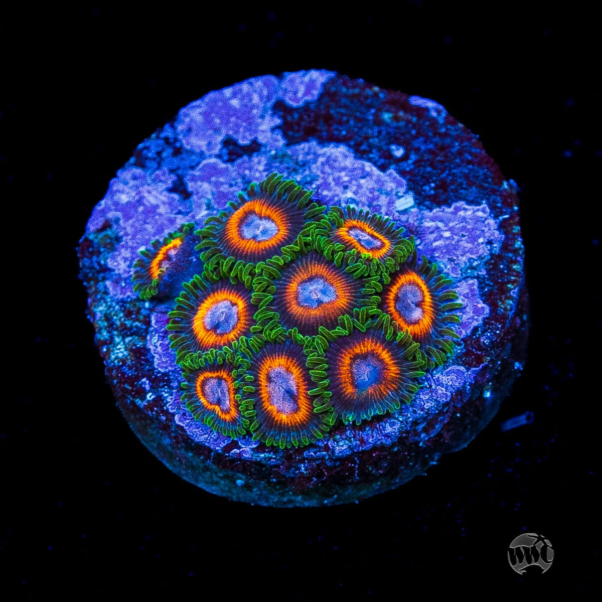 Jason Fox Fairy Tales Zoanthids
