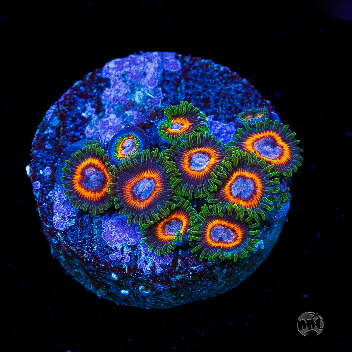 Jason Fox Fairy Tales Zoanthids