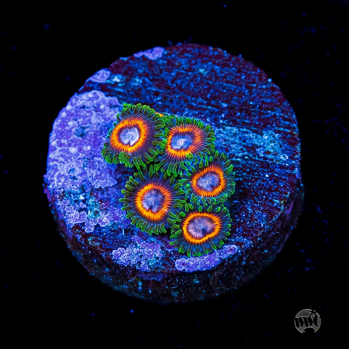 Jason Fox Fairy Tales Zoanthids