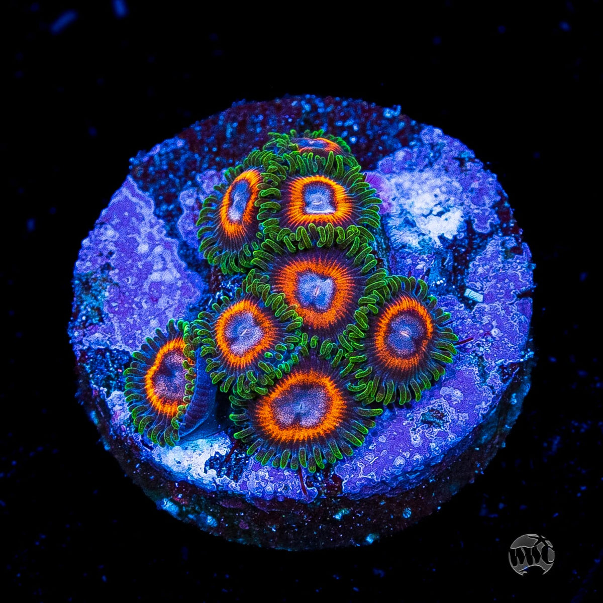 Jason Fox Fairy Tales Zoanthids