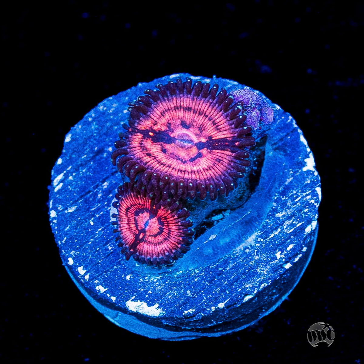 WWC Van Damme Zoanthids