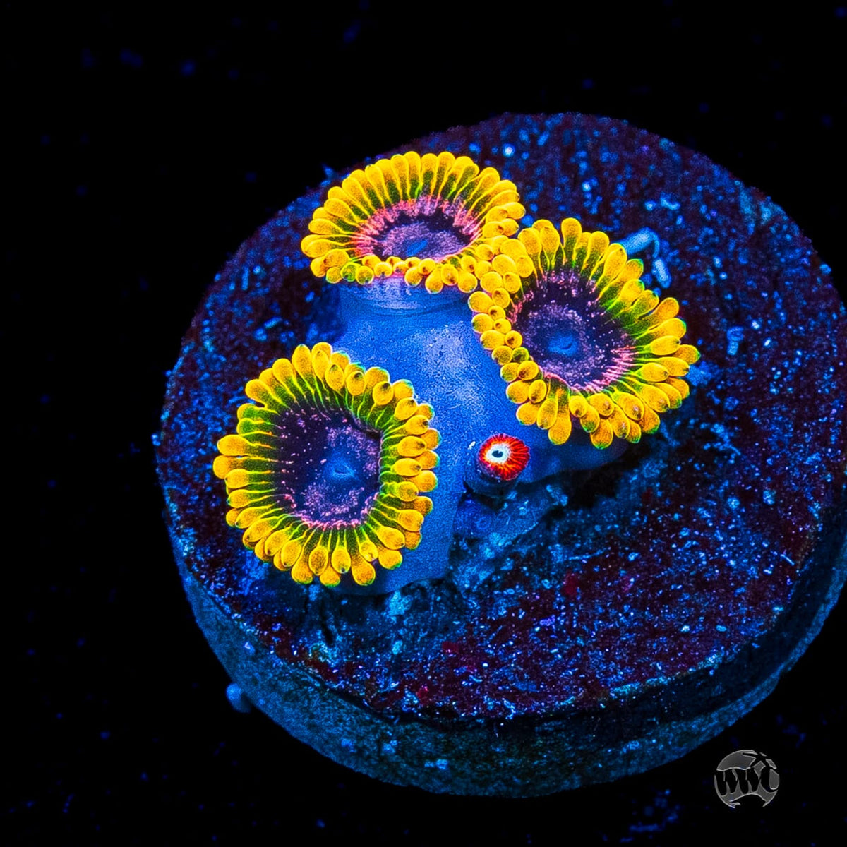 Jason Fox Acid Reflux Zoanthids
