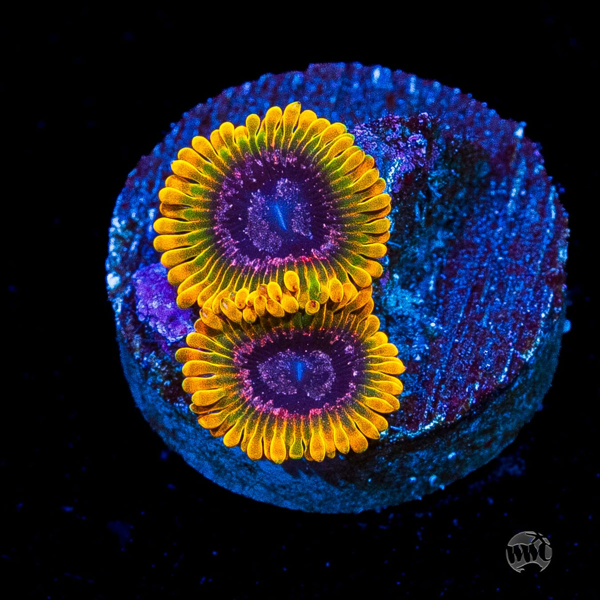 Jason Fox Acid Reflux Zoanthids