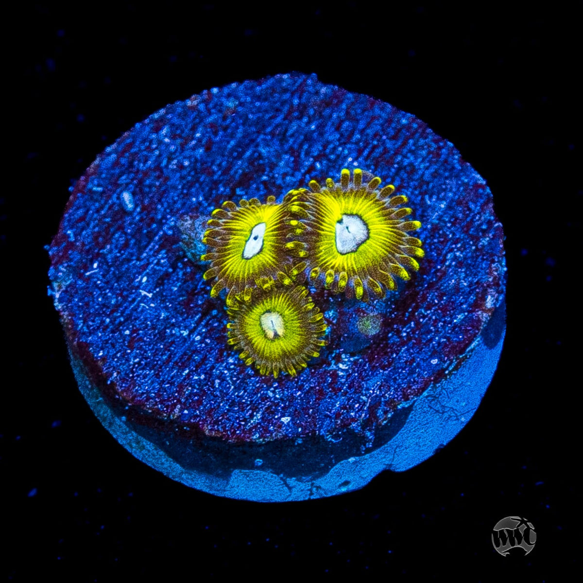 Pikachuz Zoanthids