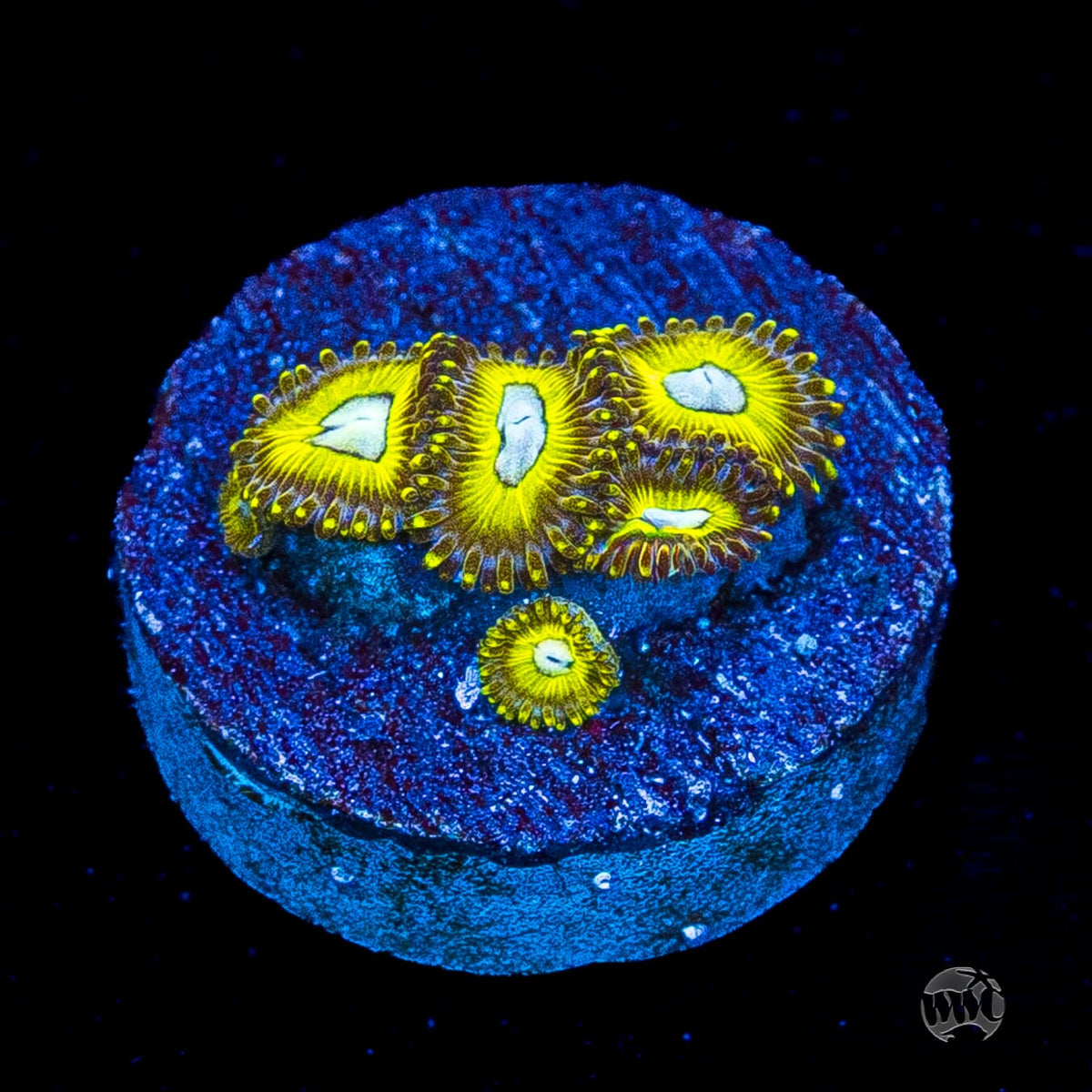 Pikachuz Zoanthids
