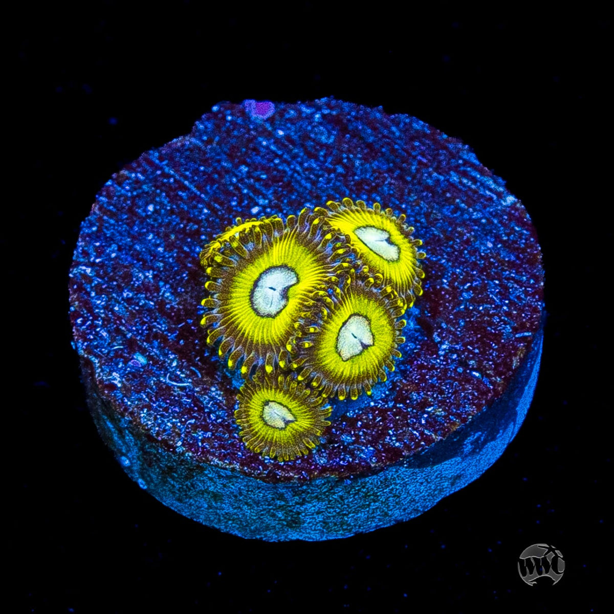 Pikachuz Zoanthids