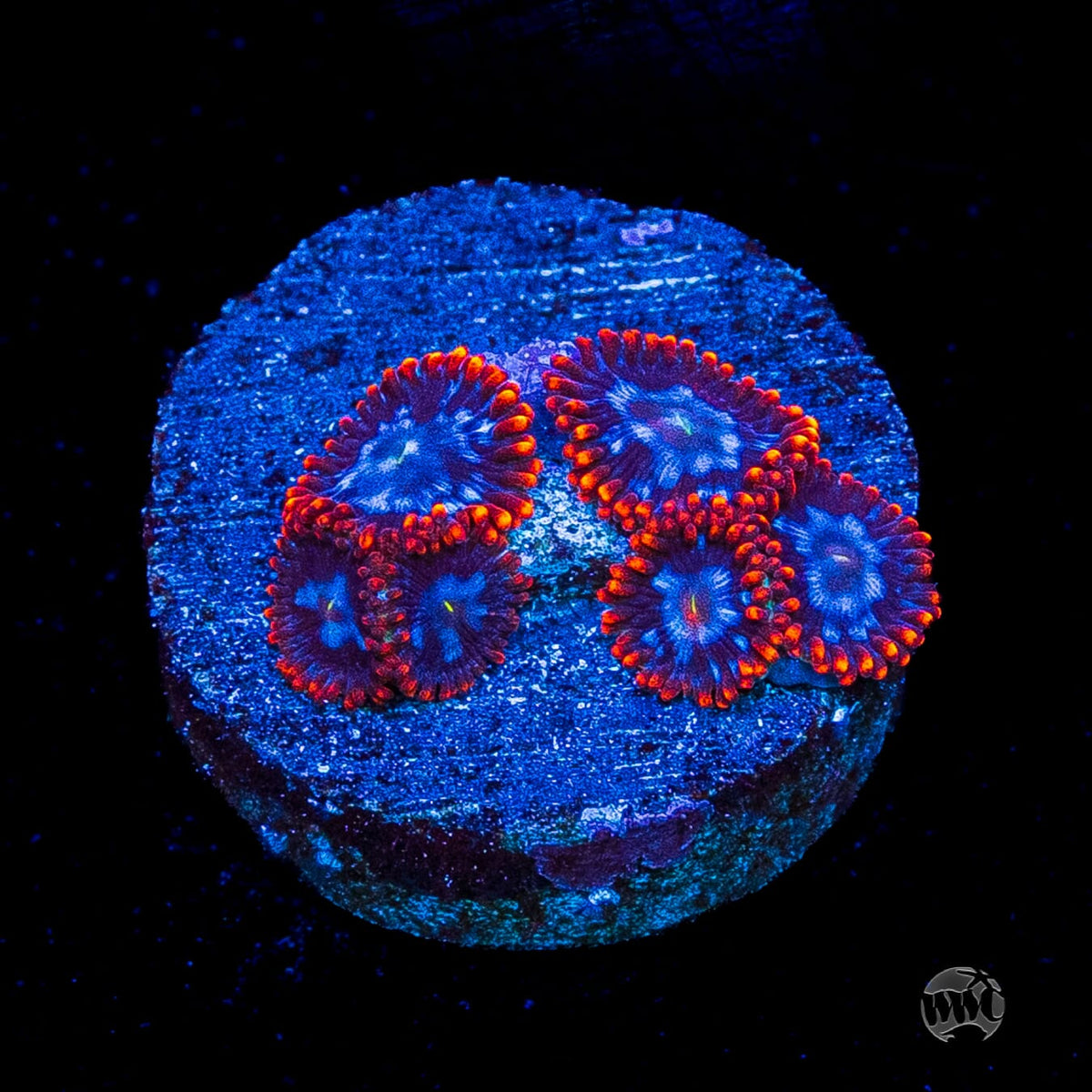 Fire and Ice Zoanthids