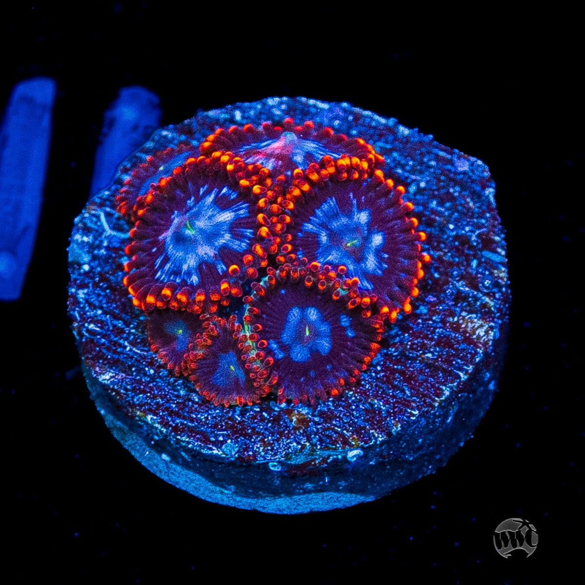 Fire and Ice Zoanthids