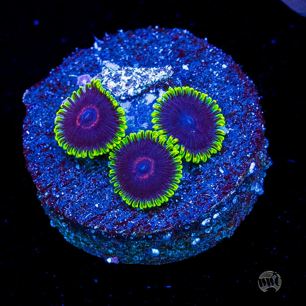 WWC Purple Heart Zoanthids