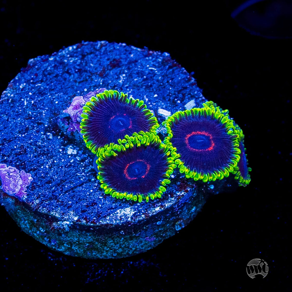 WWC Purple Heart Zoanthids