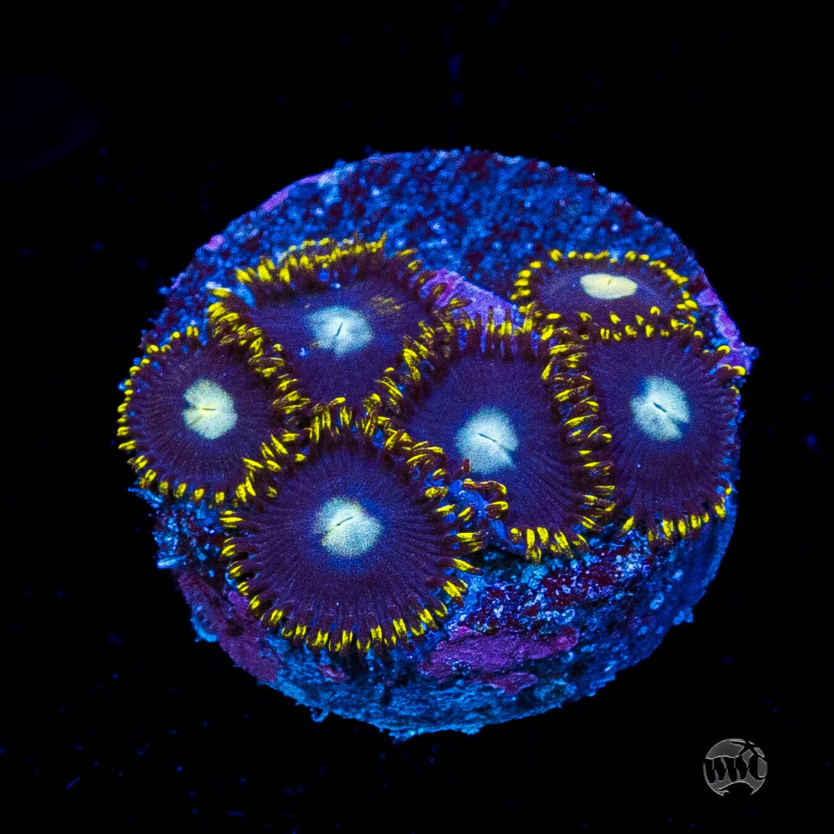 WWC Crown Royal Zoanthids